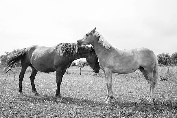 istock European wild horse 543459710