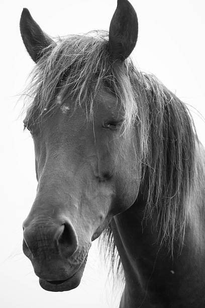 istock European wild horse 543459714