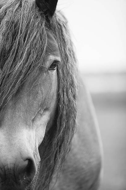 istock European wild horse 543459764