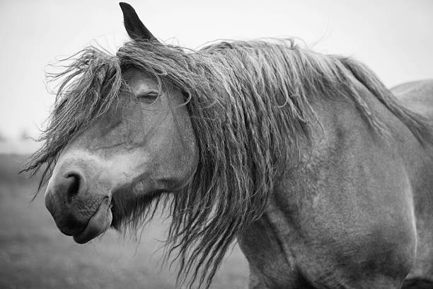 istock European wild horse 543459766