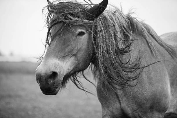 istock European wild horse 543459774