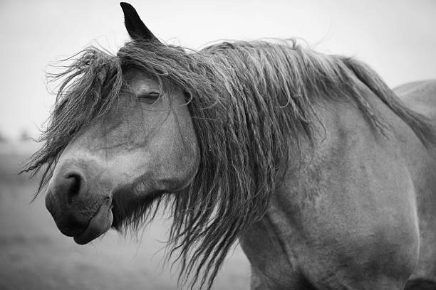 istock European wild horse 543459780