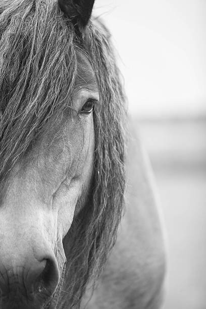 istock European wild horse 543459784
