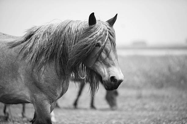 istock European wild horse 543459786