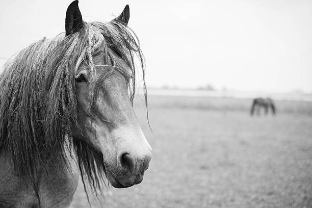 istock European wild horse 543459788