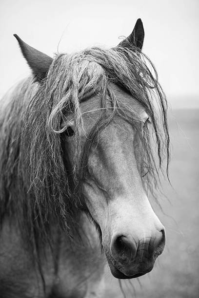 istock European wild horse 543459800