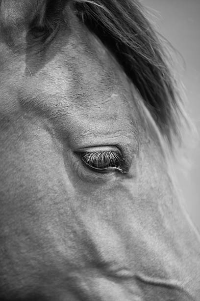 istock European wild horse 543459808