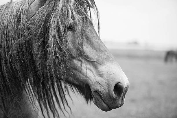 istock European wild horse 543459812