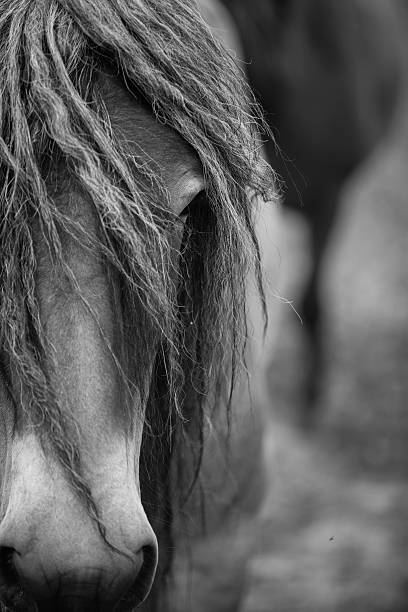 istock European wild horse 543459814