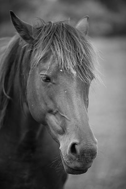 istock European wild horse 543459820