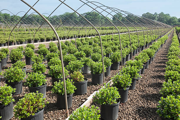 Landscaping Plants in Grower Nursery stock photo