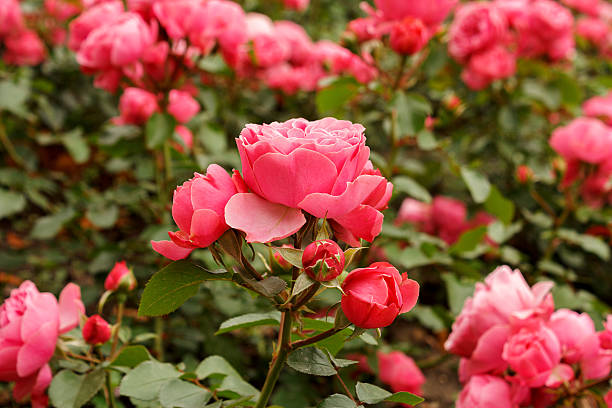istock Background of roses 543461514