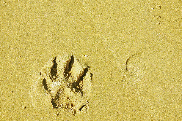 istock footprint in the sand 543461996