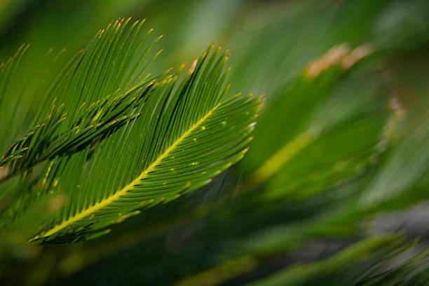 istock Abstract tropical nature: exotic macro of Green palm tree leaf 543462274