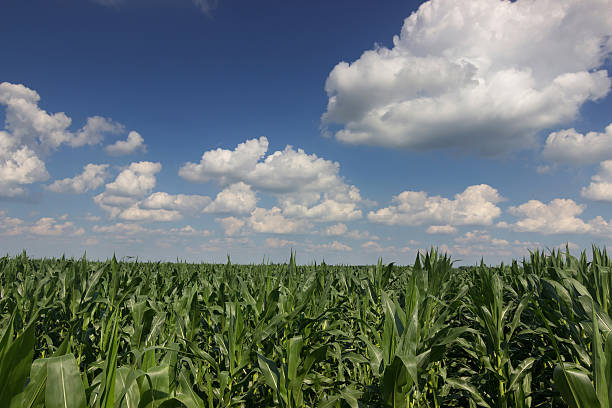 istock Green corn field, blue sky on summer day. Green field 543463730