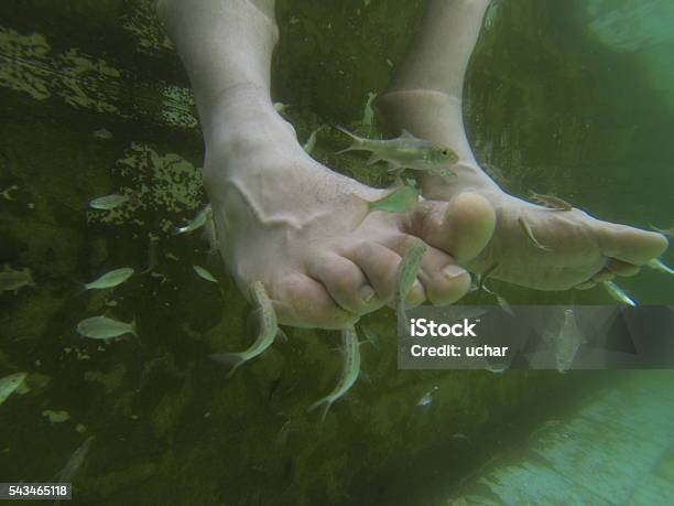 Doctor Fish Stock Photo - Download Image Now - Animal Themes, Asia, Barefoot