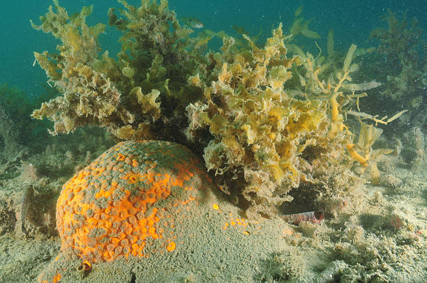 istock Orange boring sponge in silt 543465176