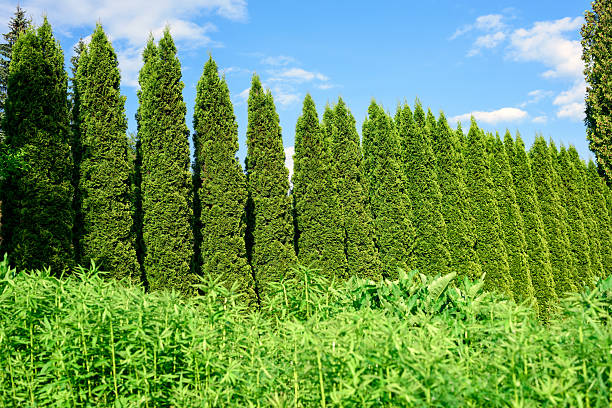 green thuja cedar fence in summer garden