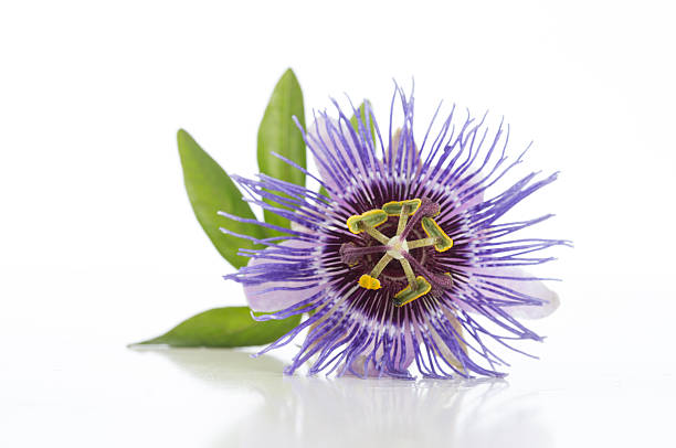 istock Beautiful purple Passiflora on white background 543466298