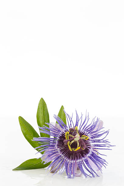 istock Beautiful purple Passiflora on white background 543466438