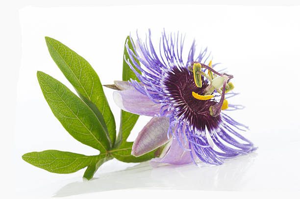 istock Beautiful purple Passiflora on white background 543466526