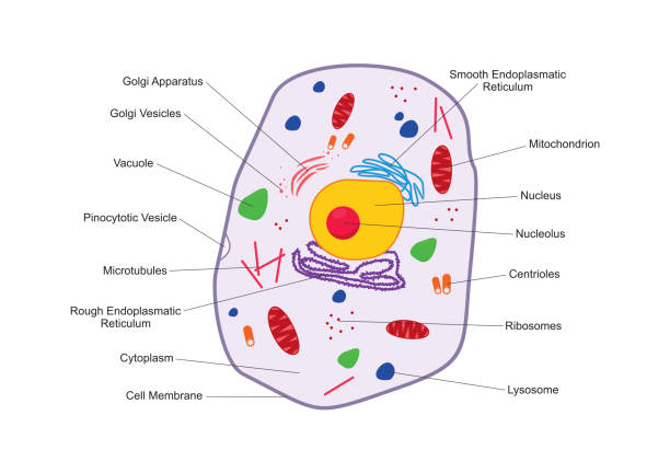 illustrazioni stock, clip art, cartoni animati e icone di tendenza di sezione trasversale cellula animale struttura anatomia umana con descrizione dettagliata colorato - cellula umana