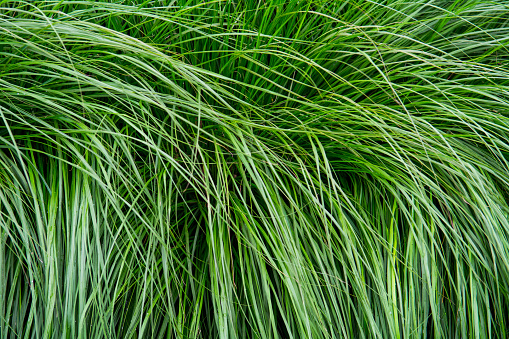 Very Long grass 