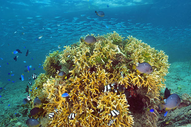 istock Coral block with fish in blue water 543470224