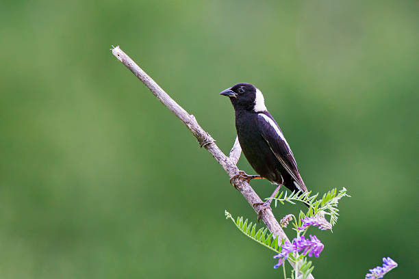 Male Bobolink A male Bobolink (Dolichonyx oryzivorus) isolated on green background bobolink stock pictures, royalty-free photos & images