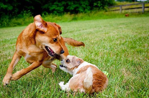 istock Two dogs playing chase on green lawn 543471470