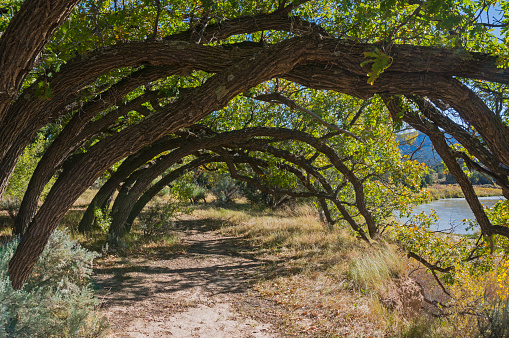 A group of bent over trees along the Rio Chama in norther New Mexico.