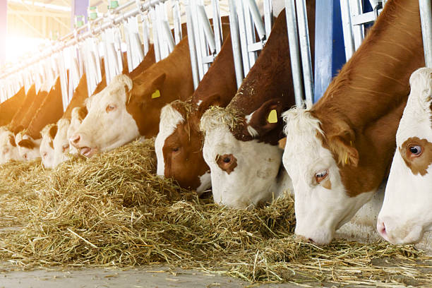 istock Simmental Cows Feeding At The Farmhouse 543472034
