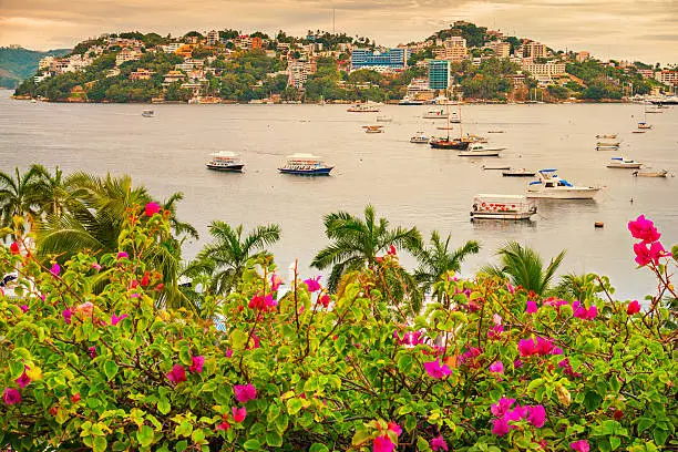 Landscape photo of Acapulco Bay with many boats and blooming bougainvillea in the foreground in Acapulco, Mexico.