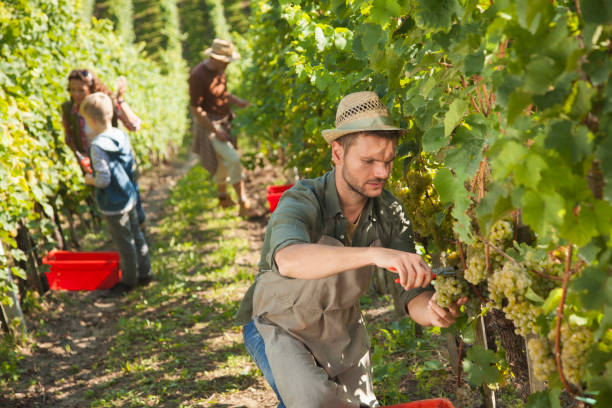 rodzina winnicy zbiorów - family grape zdjęcia i obrazy z banku zdjęć