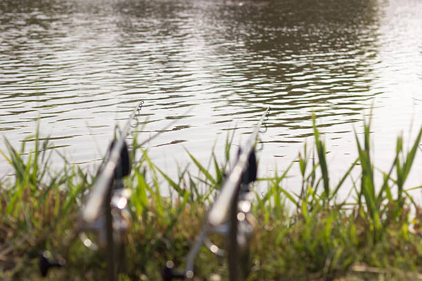 istock Carp fishing rods 543472472