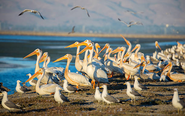 istock Pelicans and Gulls on levee; Alviso, CA 543472598