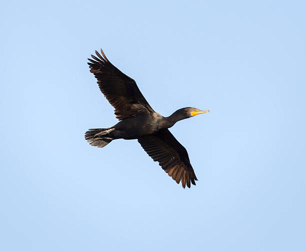 двойной ушастый баклан в полете; alviso, штат калифорния - crested cormorant стоковые фото и изображения