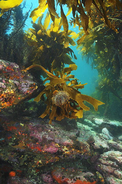 Sea urchin on brown stalked kelp stock photo