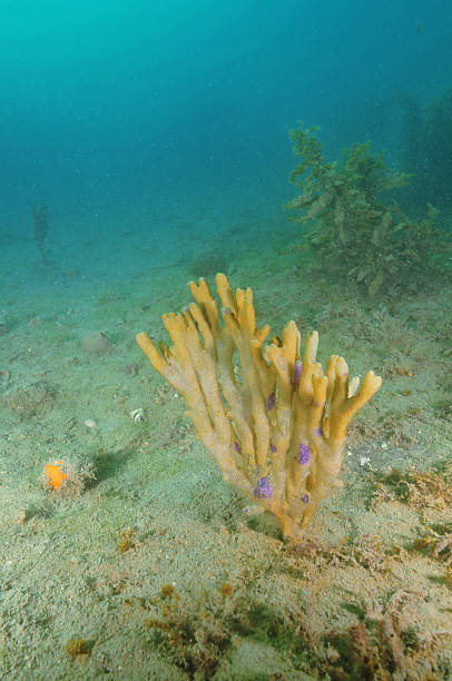 deceased purple finger sponge - filter feeder imagens e fotografias de stock