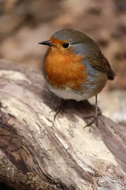 The UK's favourite garden bird - this bird is identified by a bright red breast, it is popular bird throughout the year and especially associated with Christmas! Males and females look identical, and young birds have no red breast and are spotted with golden brown.