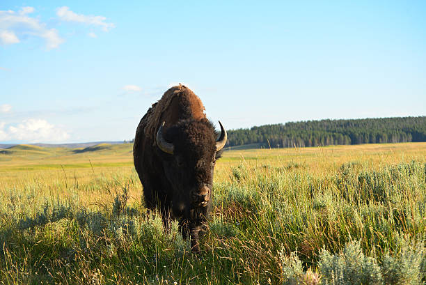 istock Bison in valley at yellowstone national park 543474376