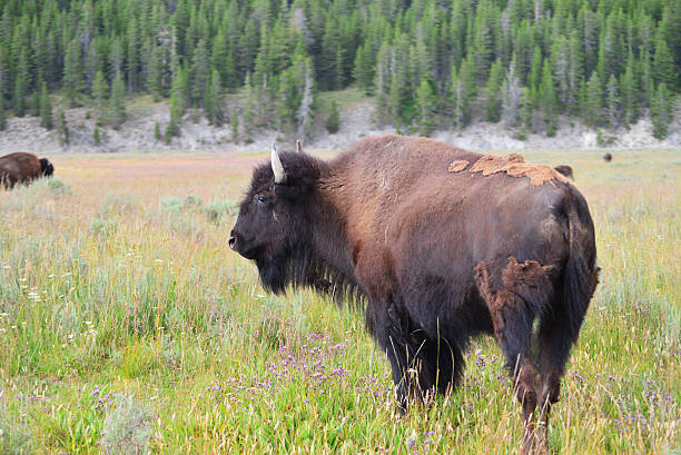 istock Bison in valley at yellowstone national park 543474474