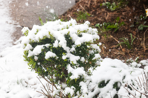 Heavy wet snow falling in a spring snow storm on a bush with green leaves