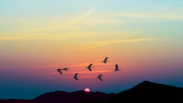 istock Autumn migration of cranes panoramic view 543475848
