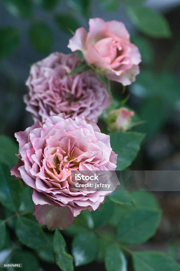 light purple roses blooming light purple retro style roses blooming  http://i1298.photobucket.com/albums/ag50/nanoqfu/roses%20around%20the%20world_zpsagqow5wi.jpg Blue Stock Photo