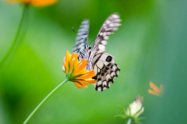 Farfalla da primo piano sui fiori. - foto stock