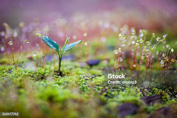 El Cultivo De Germen Verde Foto de stock y más banco de imágenes de Agua - Agua, Gota - Líquido, Rocío