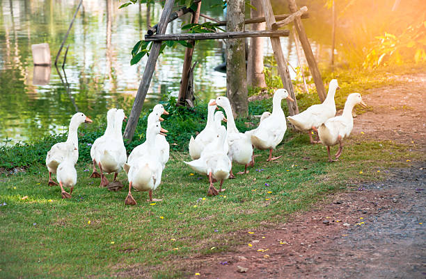 istock the group of white duck back to home 543477754
