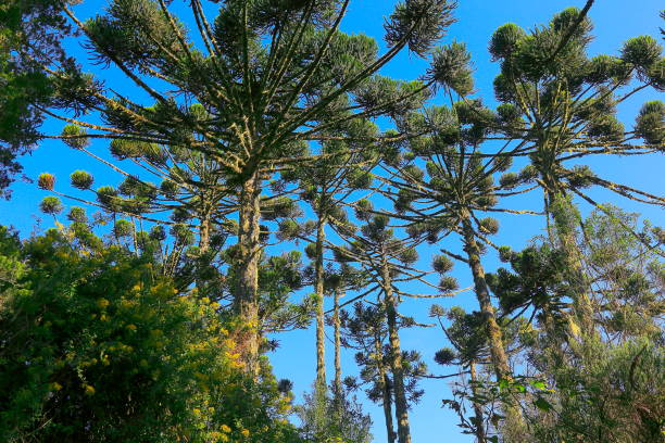 Araucaria Green Brazilian pine treetop pattern, Paraná, Southern Brazil Please, you can see in the link below Landscapes of southern Brazil, border with Uruguay and Argentina: beautiful pampa gaucho, fields, sunsets, sunrises, canyons, estancias (ranch, farms) and much more!! araucaria heterophylla stock pictures, royalty-free photos & images