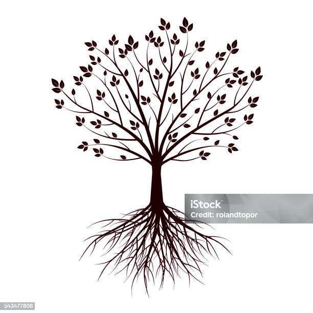 Tree With Roots Shape Image Shape Of Tree And Roots Vector Illustration Stock Illustration ...